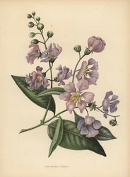 Pride of India Giant or Crepe-Myrtle, Lagerstroemia Speciosa